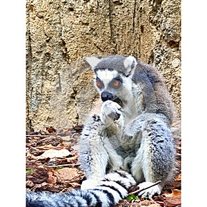 Vertical shot of a Feline lemur with red eyes in the zoo