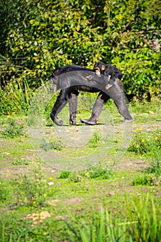 Vertical shot of a female ape with a young ape straddling its back while walking on a field