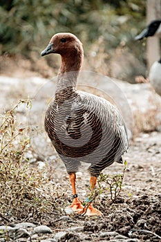 Vertical shot of a female upland goose