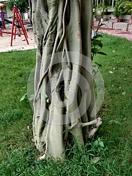 Vertical shot of Ficus Aurea tree on background of park