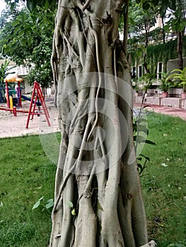 Vertical shot of Ficus Aurea tree on background of park