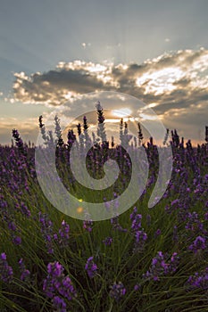 Vertical shot of a field of blooming lavender flowers at sunset
