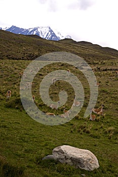 Vertical shot of a field full of animals in Torres del Paine National Park, Chile