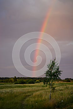 Vertical shot of a field under a rainbow sky