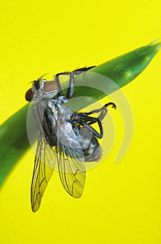 Vertical shot of flesh fly sitting on a green plant isolated on yellow background