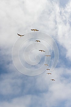 Vertical shot of a flock of birds flying against a cloudy sky