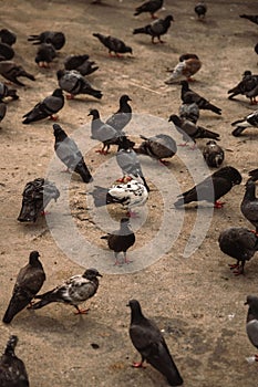Vertical shot of a flock of pigeons perched on a sandy floor