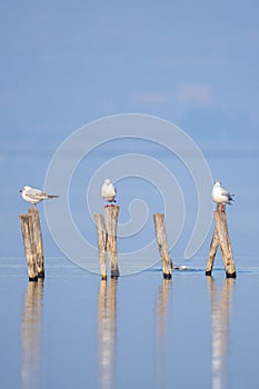 Vertical shot of a flock of seagulls perched on vertical logs in the sea