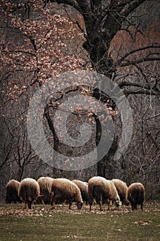 Vertical shot of a flock of sheep grazing on a field under trees