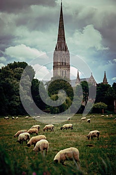 Vertical shot of a flock of sheep grazing grass near the Salisbury Cathedral in England