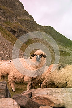 Vertical shot of a flock of sheep grazing near the lake