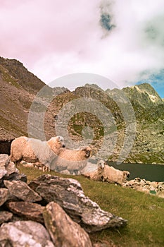 Vertical shot of a flock of sheep grazing near the lake