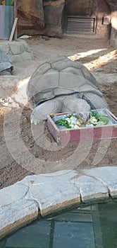 Vertical shot of a Floreana giant tortoise (Chelonoidis niger niger) eating vegetables