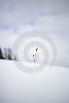 Vertical shot of a flower stem in the snow.