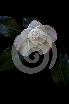 Vertical shot of a flower with white petals  behind a dark background