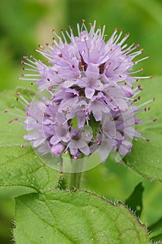 Vertical shot of flowering Mentha aquatica