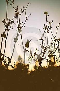Vertical shot of flowers blooming on a dark sunset background-perfect for mobile wallpapers