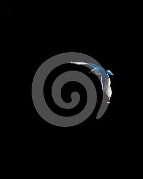 Vertical shot of a flying seabird with a black background