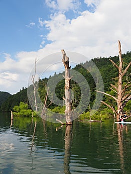 Vertical shot of Fontana Lake with tree trunks and greenery near Bryson city, North Carolina, USA