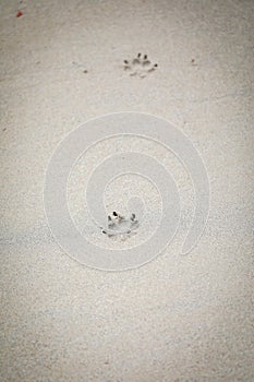 Vertical shot of  footprints of a cat or dog on a sand