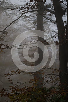 Vertical shot of a forest full of tall trees on a foggy day in autumn