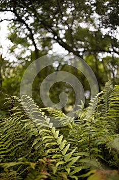 Vertical shot of a forest with leaves of plants in forepart and trees on the background