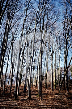 Vertical shot of a forest with a lot of leafless trees