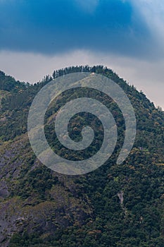 Vertical shot of the forest in the mountain of Western Ghats, Kanyakumari district, India