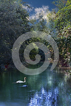 Vertical shot of a forest in the river with a white swan in the water