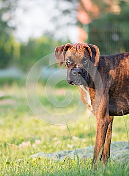 Vertical shot of a formidable brown boxer looking into the camera with an intimidating expression