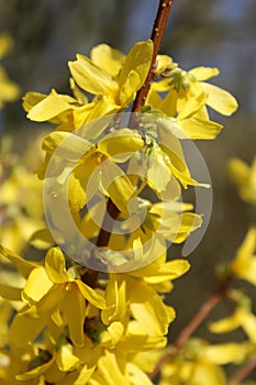 Vertical shot of forsythias in a field under the sunlight with a blurry background