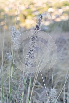 A vertical shot of a Fountain grass