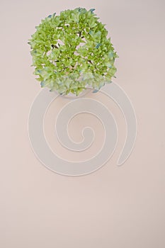 Vertical shot of french hydrangea buds in a vase on a light brownsurface with space for text