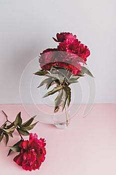 Vertical shot of fresh beautiful red peony flowers in a vase