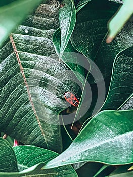 Vertical shot of fresh green foliage with red bugs