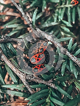 Vertical shot of fresh green foliage with red bugs