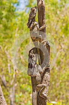 Vertical shot of a frilled-neck lizards climbing a tree branch