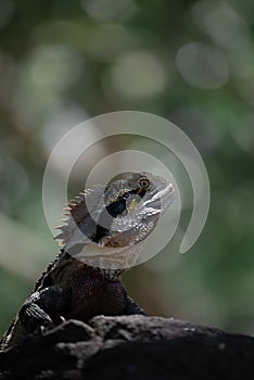 Vertical shot of funny agamid lizard