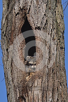 Vertical shot of a funny raccoon in a tree waving to the camera
