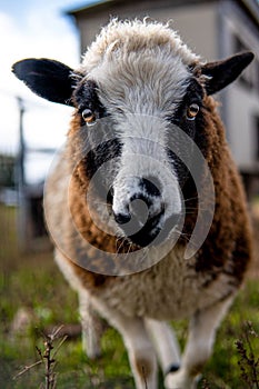 Vertical shot of a furry sheep beside walking on the grass in a bokeh background