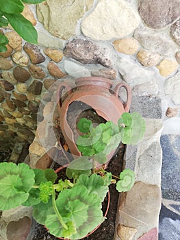 Vertical shot of geranium plant growing in a broken clay pot