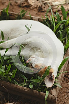 Vertical shot of a ginger barn cat sleeping comfortably on a box of grass