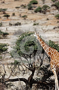 Vertical shot of a giraffe eating leaves in Lewa Wildlife Conservancy, Kenya.