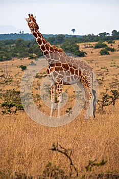 Vertical shot of a giraffe in a jungle captured in Kenya, Nairobi, Samburu