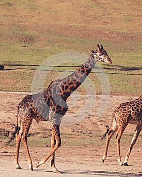 Vertical shot of giraffes in a landscape during dayli