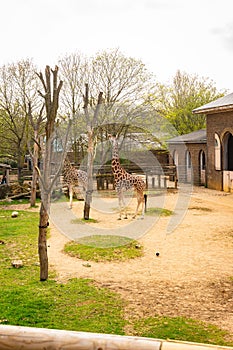 Vertical shot of giraffes near a barn in a zoo in London