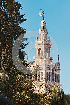 Vertical shot of the Giralda bell tower, part of the cathedral in Seville, Spain - taken from the Real Alcazar gardens