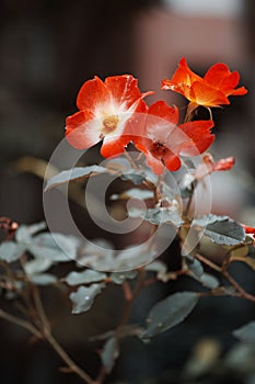 Vertical shot of globe mallows blossoming in the garden