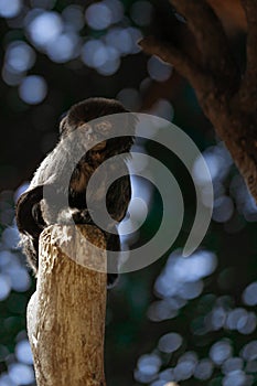 Vertical shot of a Goeldi's monkey on a wooden pole in a zoo with a blurry background