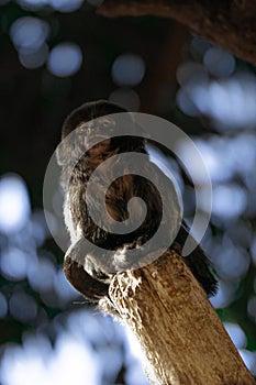 Vertical shot of a Goeldi's monkey on a wooden pole in a zoo with a blurry background